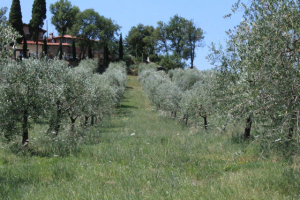 ​ Extra Virgin Olive Oil Producers