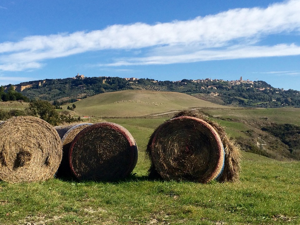 Vacanze natura toscana di Villa Campestri Olive Oil Resort