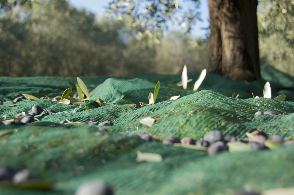 2017 produzione Olio Toscana di Villa Campestri Olive Oil Resort