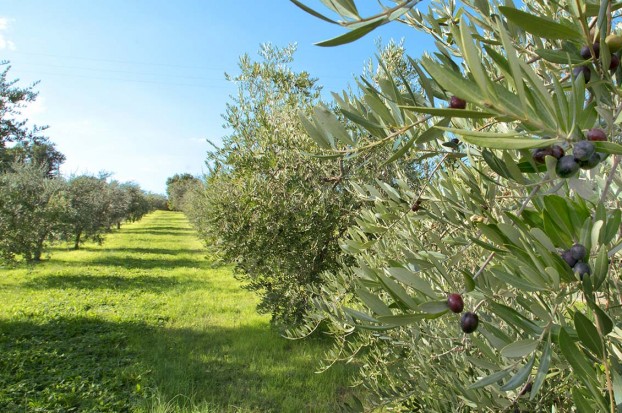 I migliori produttori di olio extravergine di oliva secondo Villa Campestri Oil Resort