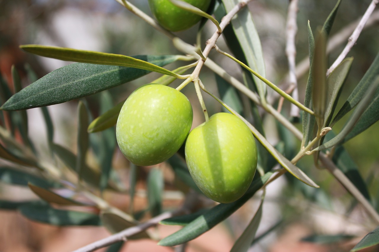 Dove comprare l'olio extravergine di oliva in Toscana