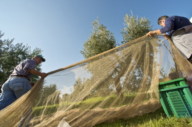 Raccolta delle olive a Villa Campestri Olive Oil Resort