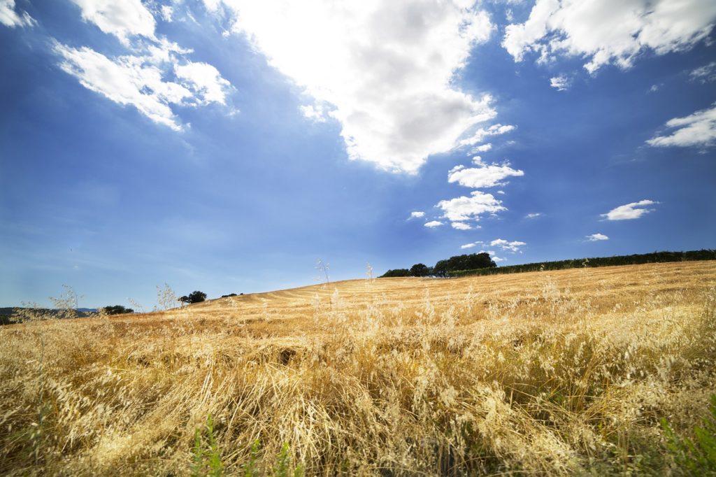 Maremma toscana con Villa Campestri Olive Oil Resort