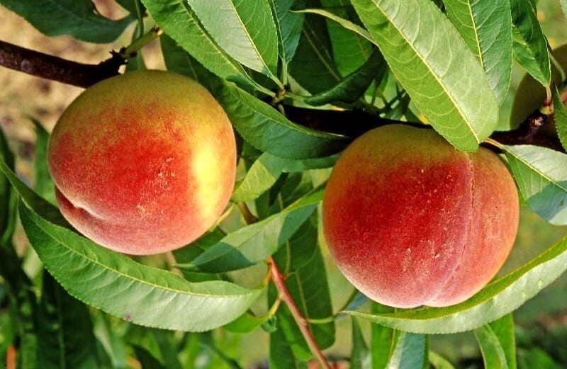 pesca regina di londa