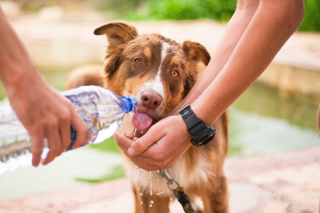 Museums in Florence with dogs: dog sitter to entertain 4-legged friends