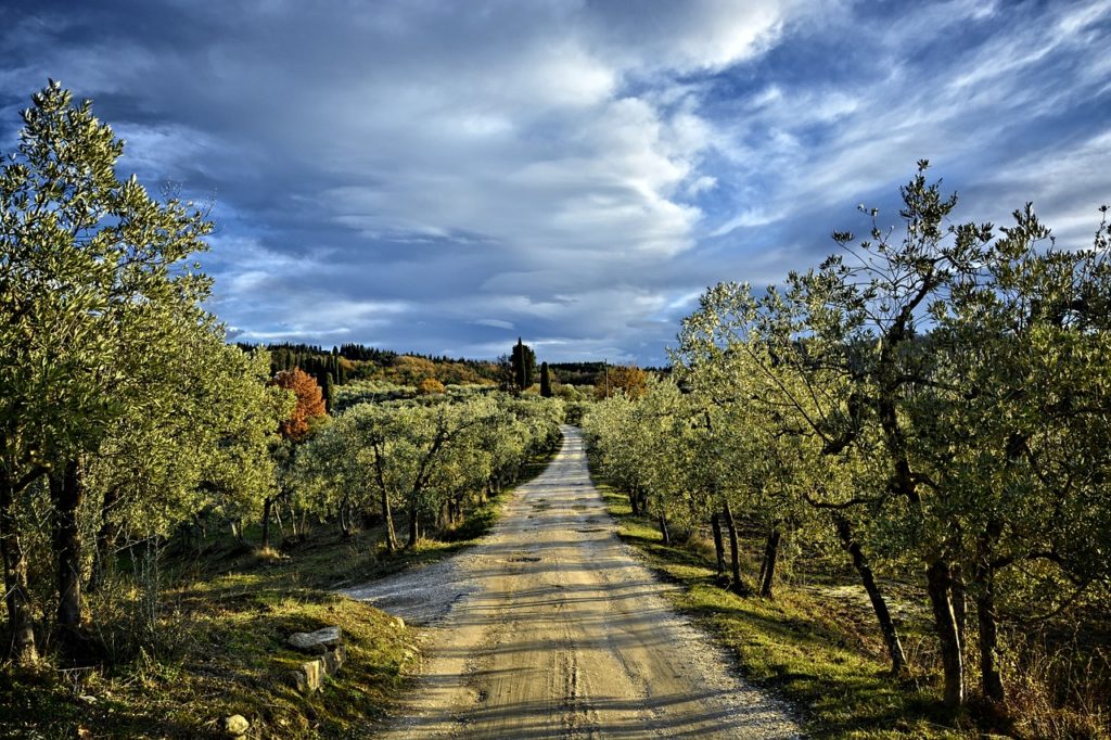 Tuscan Vineyards