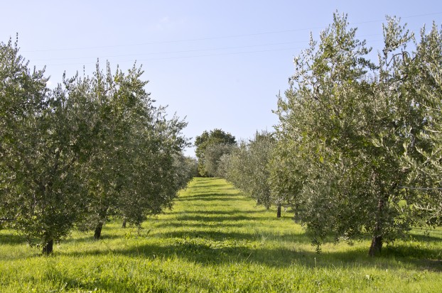 oliveti toscani