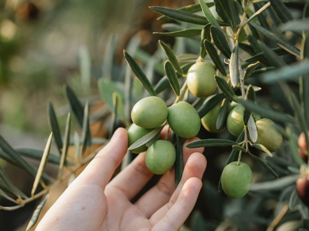 high-quality-extra-virgin-olive-oil-1